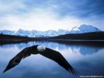 Birds_143