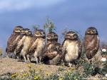 Birds_160