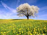 tree_209