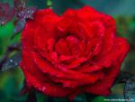 A_Wild_Rose