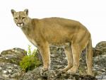 Mountain_Lion_Montana_02