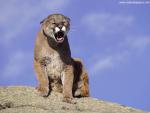 Snarling_Cougar