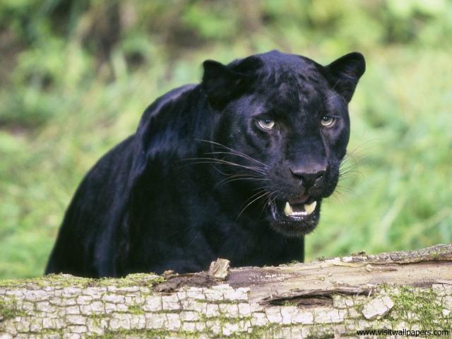 Snarling_Black_Leopard