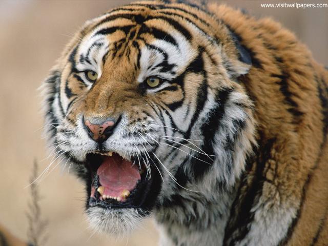 Snarling_Siberian_Tiger