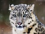 Snow_Leopard_02