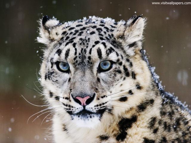 Snow_Leopard_02