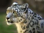 Snow_Leopard_03