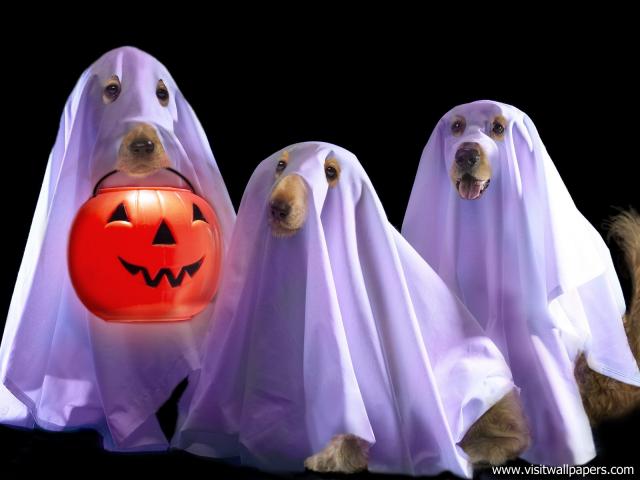 Halloween_Hounds