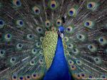 Birds_170