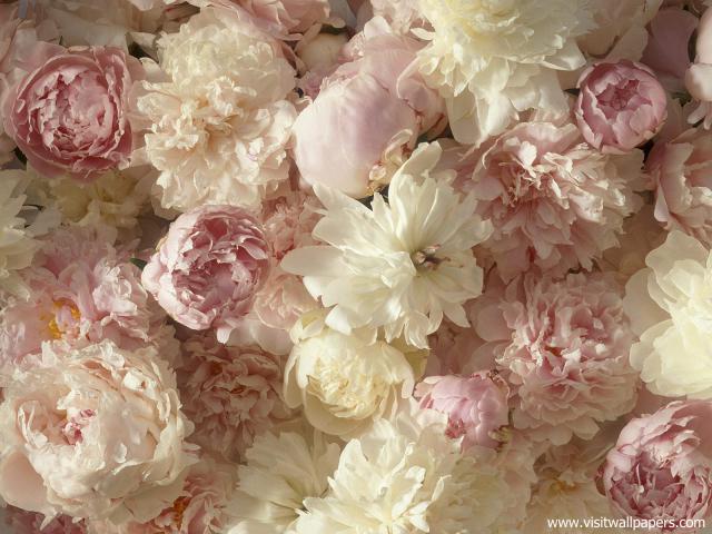 A_Fragrant_Arrangement