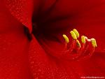 Amaryllis_Blossoms_02