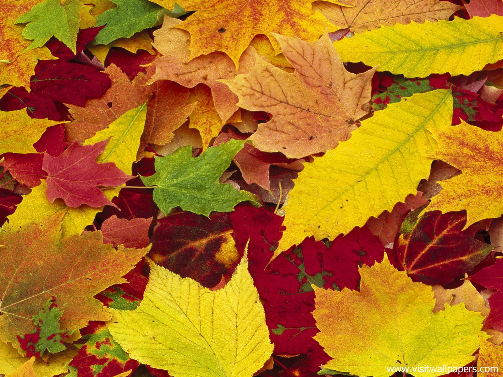 Autumn_Leaves_01