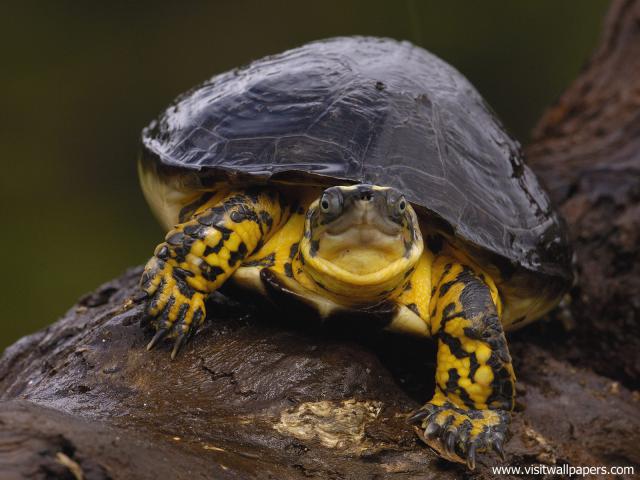 Animals_436