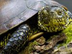 Animals_437