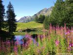 Fireweed_Alaska