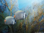 ocean-life-534