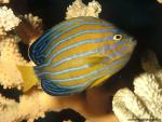 ocean-life-542