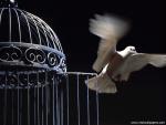 Birds_178