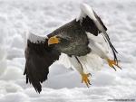 Birds_183
