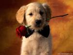 Puppy_Love_01