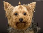 dog_472