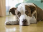 dog_475