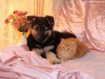 dog_477