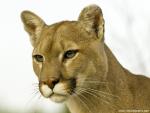 Cougar_01