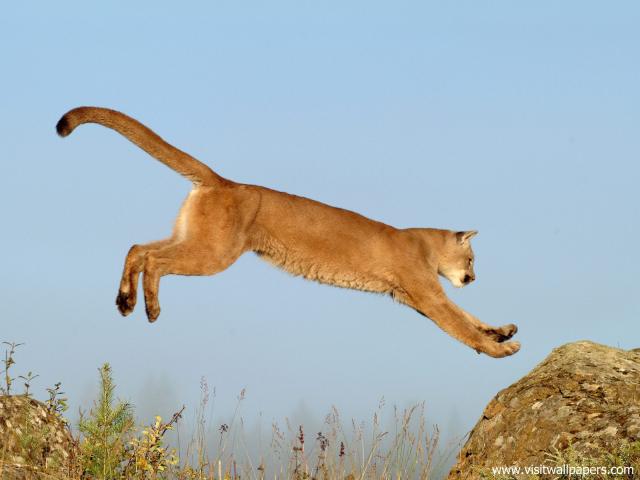 Cougar_03