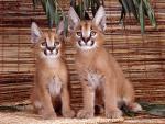 Caracals
