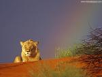 Lion_39