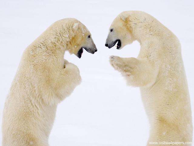 Animals_448