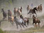 Animals_459