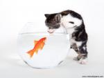cat_280