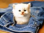 cat_282
