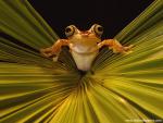 Animals_490