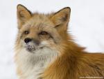 Animals_506