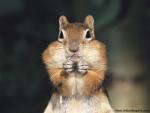Animals_524