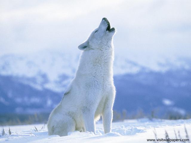 Animals_530