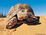 Animals_534