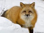Animals_543