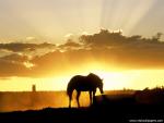 Animals_564