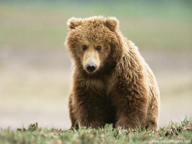 Animals_575