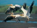 Birds_207