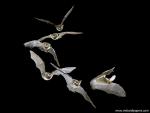 Birds_214