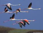 Birds_225