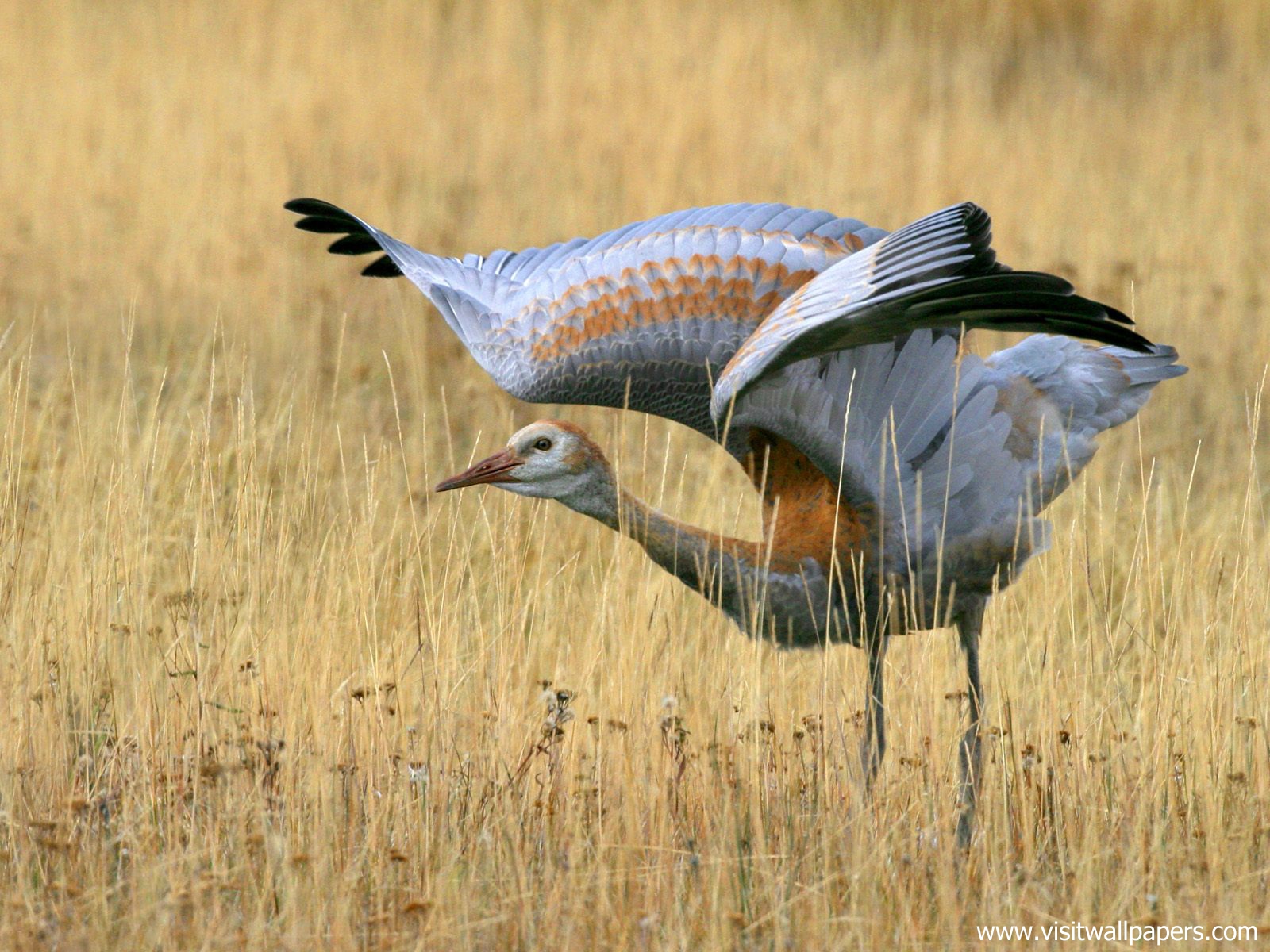 Birds_232