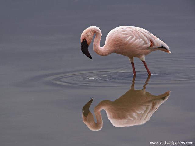 Birds_236