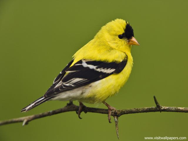 Birds_238