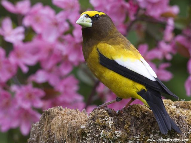 Birds_240